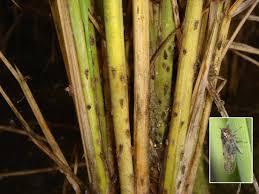 Current status as a pest of sugarcane has not been determined. Pest And Disease Control Development Of Technologies For The Control Of Migratory Plant Pests And Transboundary Diseases Japan International Research Center For Agricultural Sciences Jircas