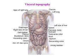 Stomach ribs lungs picture | the lungs are the primary organs of the respiratory system in humans and many other animals including a f. Dr Goston Szl Surface Anatomy Of The Abdomen