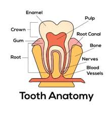 Image result for Tooth Anatomy