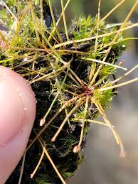 Image result for Eleocharis setifolia