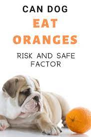 Can Dogs Eat Oranges Don T Forget To Know These Dog Food Facts Dog Food Recipes Can Dogs Eat Oranges Dog Nutrition