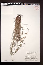 Image result for Abildgaardia ovata