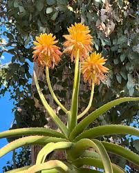 Image result for Aloidendron tongaense