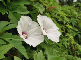 Image result for Merremia