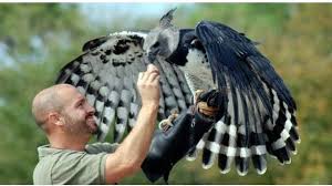 Apakah anda mencari gambar burung rajawali png atau vektor? Elang Harpy Burung Elang Terbesar Dan Terkuat Di Dunia Yang Melegenda Hot Liputan6 Com