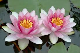 Check spelling or type a new query. Lotus Cicegi Anlami Ozellikleri Ve Faydalari Nefis Yemek Tarifleri