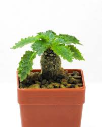 Image result for Dorstenia