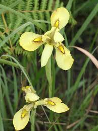 Image result for Moraea spathulata