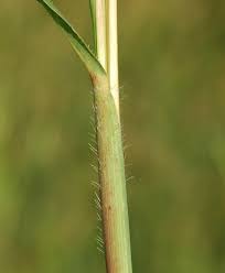 Image result for Rottboellia cochinchinensis