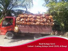 Check 'kelapa sawit' translations into english. Perladangan Ukm Khazanah Ukm