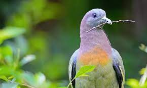 What Is This Hot Pigeon Is It Even Real Birds The Guardian