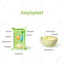 Plant cells are eukaryotic cells present in green plants, photosynthetic eukaryotes of the kingdom plantae. Amyloplast Is A Type Of Plastid In Plant Cells That Store And Synthesize Starch From Glucose Plant Cell Anatomy And Cross Section Of Amyloplast Vector Diagram For Educational Biological And Science Use Royalty
