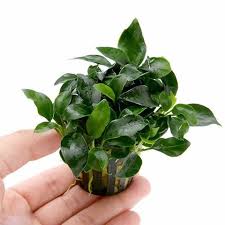 The Best Live Plants For Betta Fishso You Have Your Aquarium Water And A Betta Fish Swimming In All This Open Sp Fish Plants Fish Tank Plants Betta Fish Care