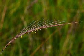 Image result for Trachypogon