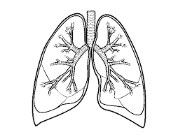 Download printable human lungs coloring page. Lungs And Bronchi Coloring Page Coloringcrew Com
