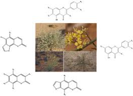 Image result for Deverra burchellii