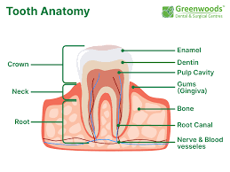 Image result for Tooth Anatomy