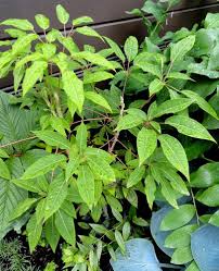 Image result for Geigeria brevifolia