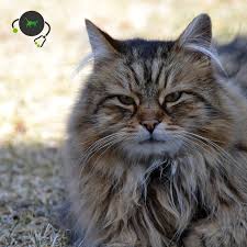 Kedi Uzun Sac Kedi Dna Testi Genimal Biyoteknoloji