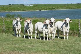 The introduction of the brahman to the south african beef cattle scene originated back in 1954 when mr jurgen crantz, of windhoek, in south west africa as they knew it in those days, initially imported eight males and ten females from texas, usa, to be landed at cape town harbour. Moreno Ranches The Leading Ranch In Texas For Brahman Cattle Announces International Guest Welcome Efforts At Houston Show Moreno Ranches
