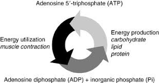 Carbohydrates provide them with energy while protein helps in maintenance such as aerobic respiration takes over after a short time, burning fat and eventually protein. Energy Sensing And Signal Transduction In Skeletal Muscle Springerlink