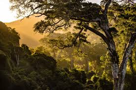 Find pics of trees, lakes, seascapes with our serene nature images, you'll be able to mesmerize your store visitors with as little as a single picture. Nature Chill Top Nature Documentaries On Netflix Seedlip