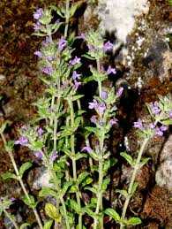 Image result for Clinopodium uhligii