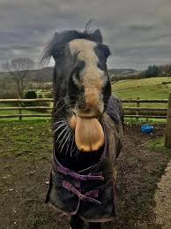 I'm tentatively looking for a sharer for my 16.2 hds, ID, 15yr old gelding  in the PR1 area. Great to hack