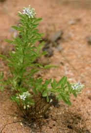 Image result for Basananthe pedata