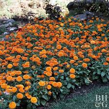 We did not find results for: Best Orange Flowers For Your Garden Orange Flowers Flowers Perennials Lavender Plant