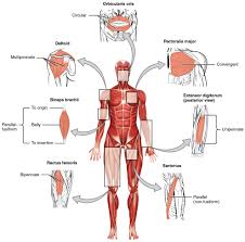 interactions of skeletal muscles anatomy and physiology i