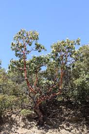 Image result for Andrachne