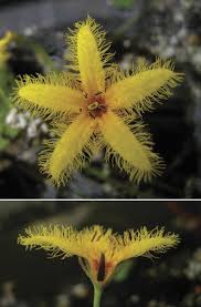 Image result for Nymphoides brevipedicellata