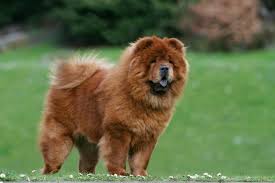 Image result for chow chow