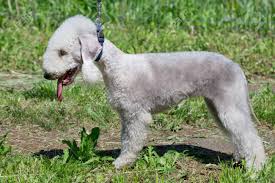 Pet health will be checked prior to sale and each puppy will be. Cute Bedlington Terrier Puppy Is Standing On A Green Meadow Pet Animals Purebred Dog Stock Photo Picture And Royalty Free Image Image 128845932