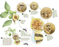 Fig Wasp And Fig Tree Mutualism Infografis