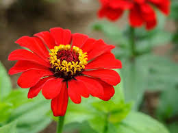 Planned carefully, the picking of different flowers can last from spring daffodils to deciding what to grow should always start with the question what do i like? after all, growing your own cut flowers allows you to indulge yourself. Eight Tips For Growing Cut Flowers Bbc Gardeners World Magazine