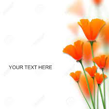 We compiled 29 orange flowers with their care instructions so that you can bring cheer and brightness to your garden. Orange Color Flowers On White Space For Messages Stock Photo Picture And Royalty Free Image Image 10607436