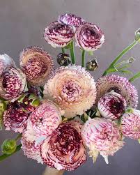 Image result for Ranunculus stagnalis