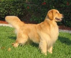Look at pictures of golden retriever puppies in tampa who need a adopt a golden retriever near you in tampa, florida. Eagleridge Kennels