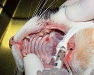 Sores, lumps, a strange odor, bleeding, or a change in gum color can be a sign of oral cat cancer, particularly in older cats. Feline Oral Squamous Cell Carcinoma An Overview