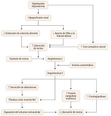 We did not find results for: Promir El Sistema Renina Angiotensina O Sistema Renina Angiotensina Aldosterona Es Un Sistema Hormonal Que Regula La Presion Sanguinea El Volumen Extracelular Corporal Y El Balance De Sodio Y Potasio La Renina Es Secretada