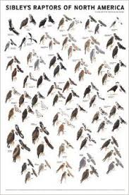 Birds Of North America Poster Amazon Sibley S Raptors Of North America David Allen Sibley 9781935622055 Amazon Com Books Sibley Bird Artists Bird Poster