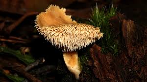 Image result for Hydnum repandum