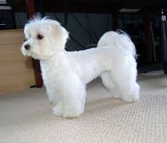 Pin By Tori Douglas On Grooming Maltese Dogs Haircuts Maltese Dogs Dog Haircuts