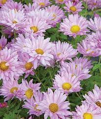 Garden Mum Mammoth Daisy Lavender Chrysanthemums At Burpee Com Garden Mum Potted Mums Flowers Perennials