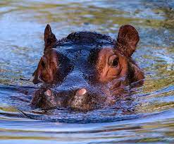 River Hippo San Diego Zoo Kids Hippo Eating Hippopotamus Baby Hippo