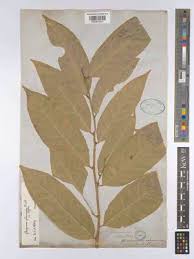 Image result for Polysphaeria harrisii