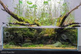 Image result for Eleocharis variegata