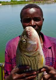 Look at the teeth of the Tiger Fish! Zambezi Wetlands, Zambia.